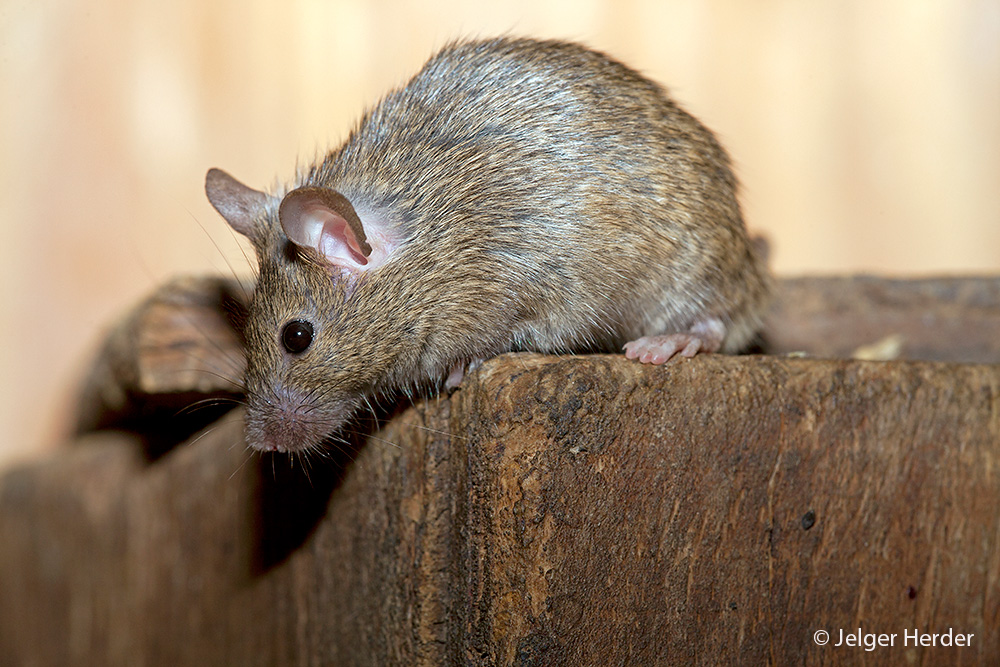 Mus musculus (door Jelger Herder)