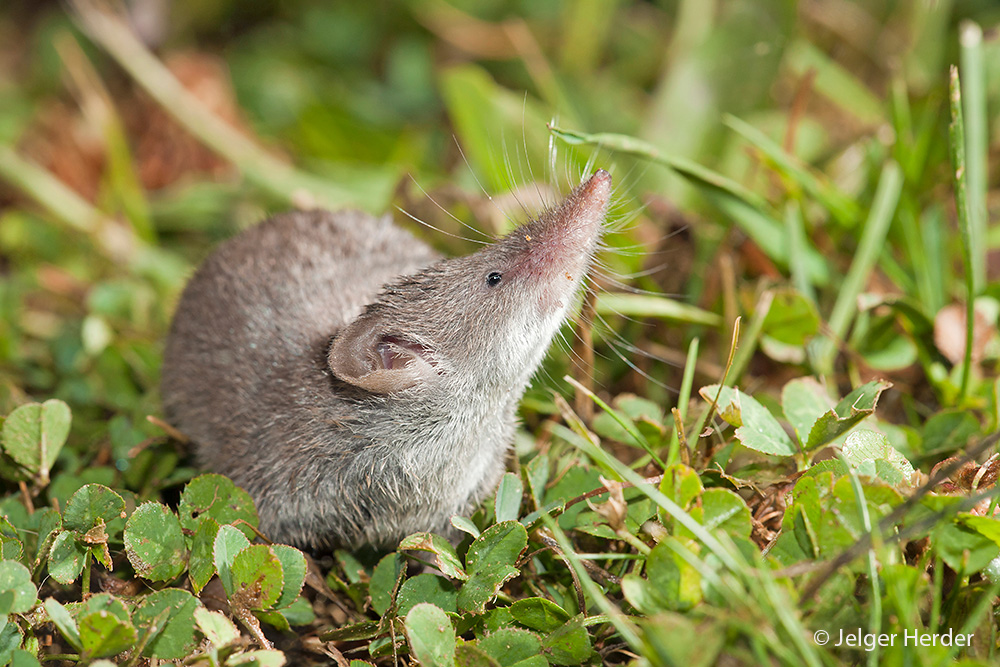 Crocidura russula (door Jelger Herder)