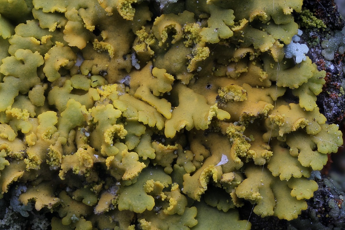 Xanthomendoza huculica (door Arjan de Groot)