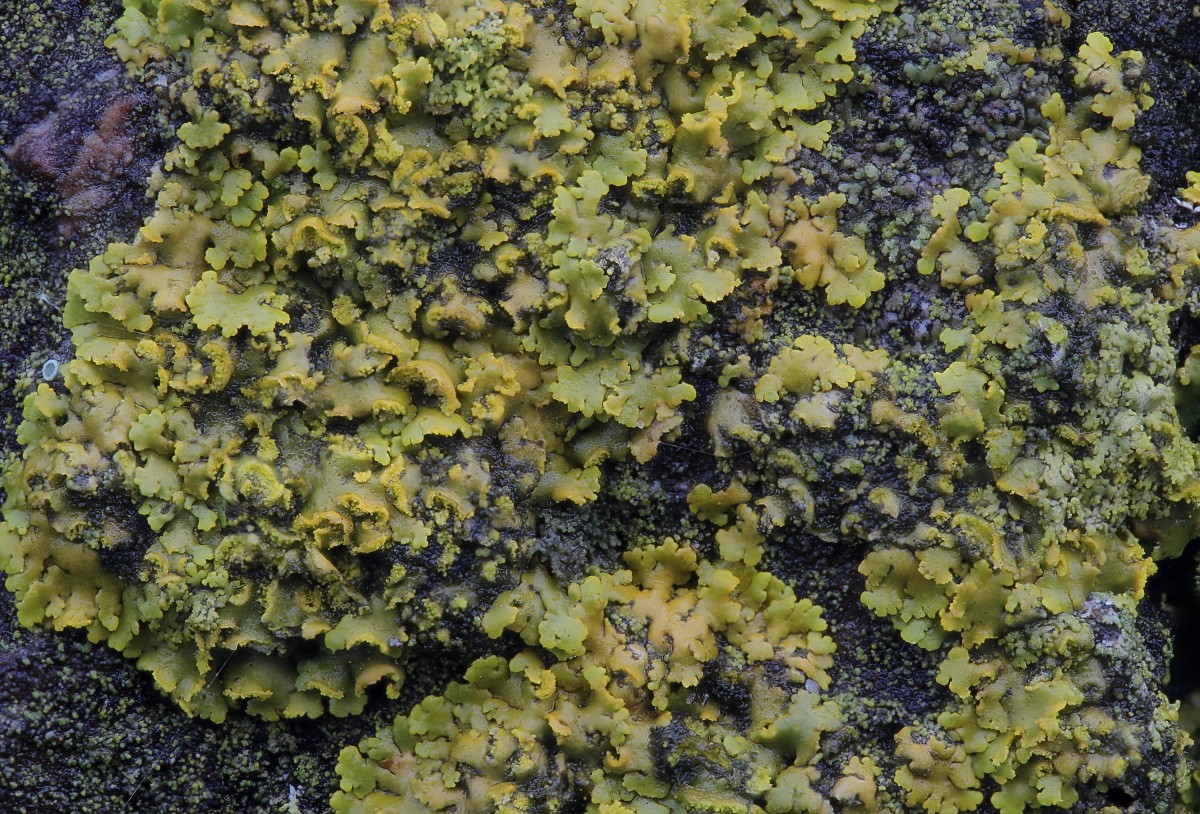 Xanthomendoza huculica (door Arjan de Groot)