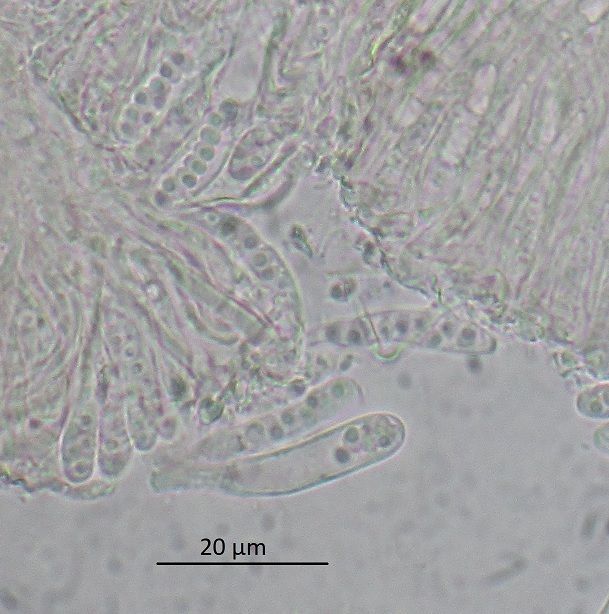 Hyalorbilia erythrostigma (door Laurens van der Linde)