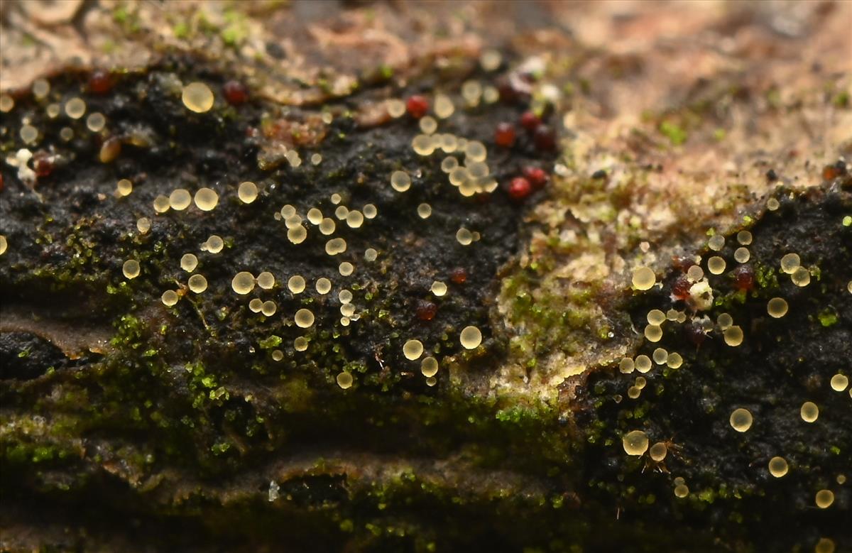 Hyalorbilia erythrostigma (door Laurens van der Linde)