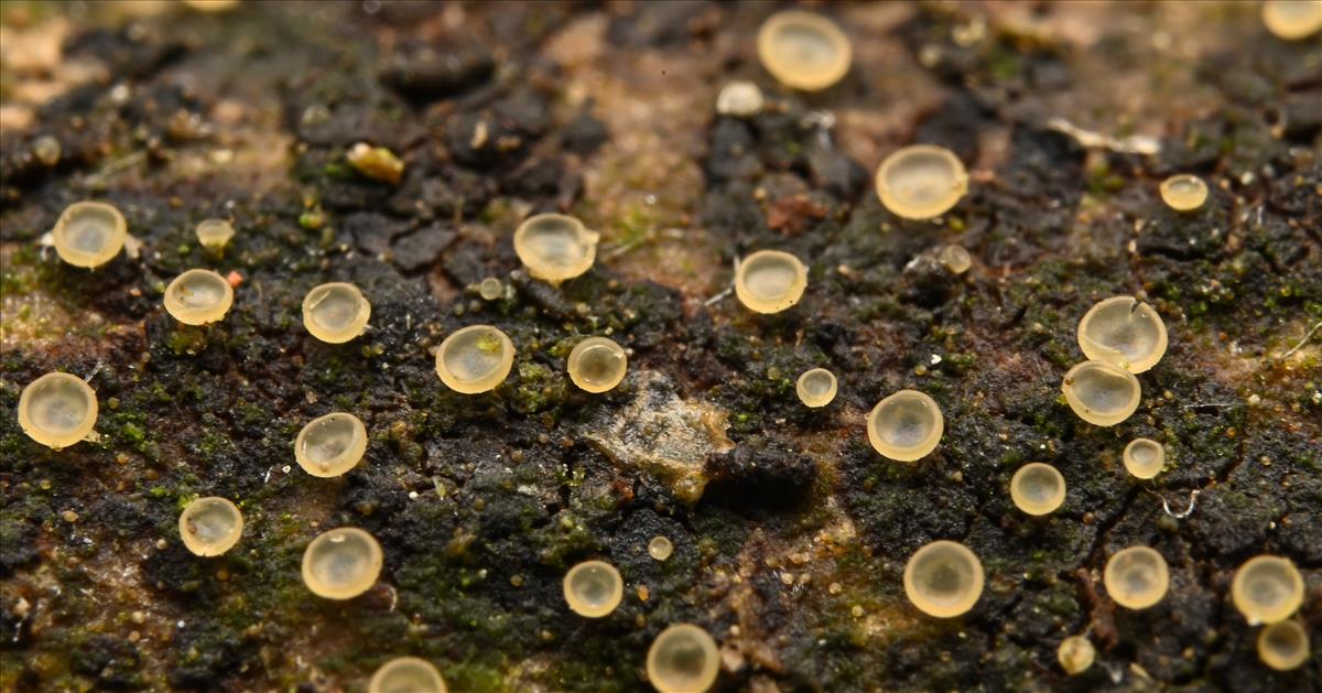 Hyalorbilia inflatula (door Laurens van der Linde)
