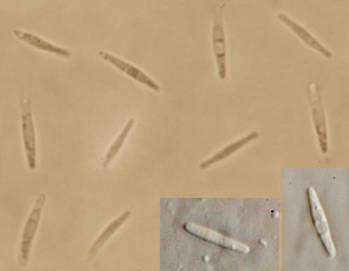 Hyalorbilia juliae (door Laurens van der Linde)