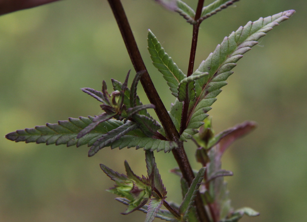 Rhinanthus x fallax (door Peter Meininger)