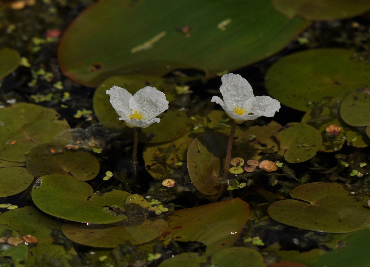 Hydrocharis morsus-ranae (door Willie Riemsma)