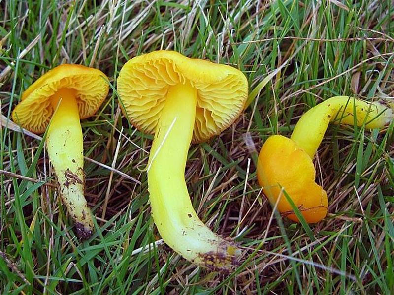 Hygrocybe aurantiosplendens (door Martijn Oud)