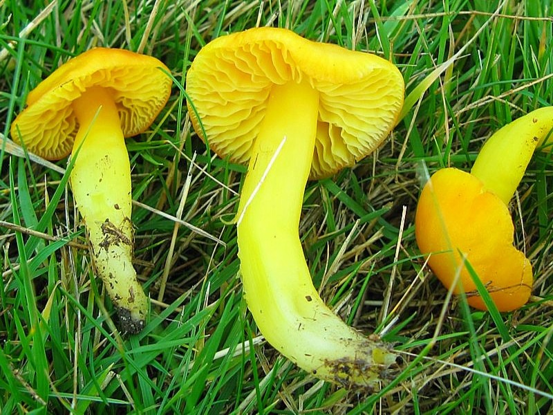 Hygrocybe aurantiosplendens (door Martijn Oud)