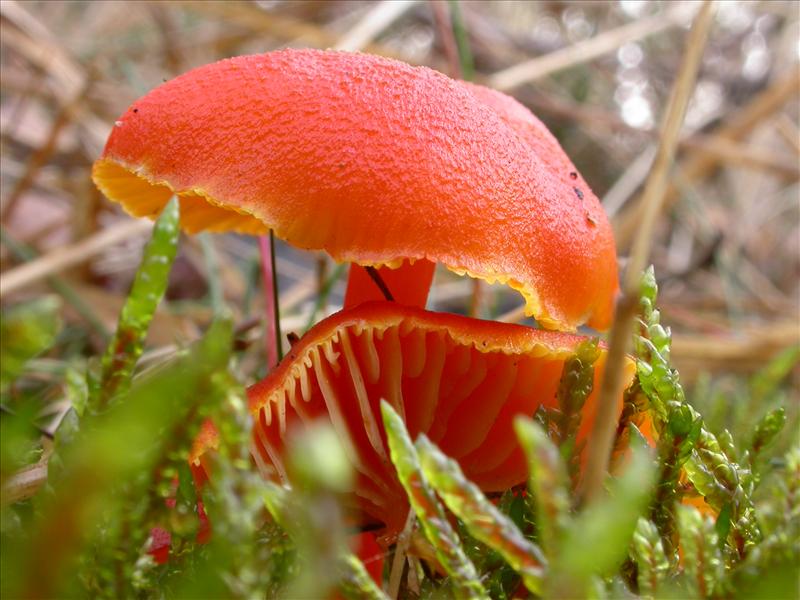 Hygrocybe miniata (door Laurens van Run)