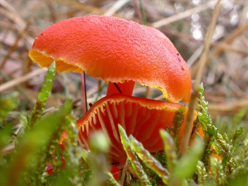 Hygrocybe miniata (door Laurens van Run)