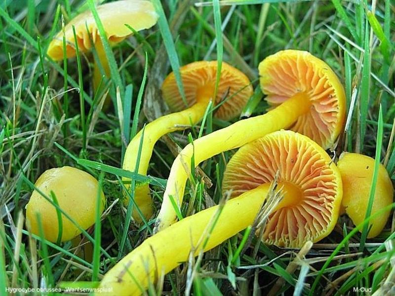 Hygrocybe obrussea (door Martijn Oud)