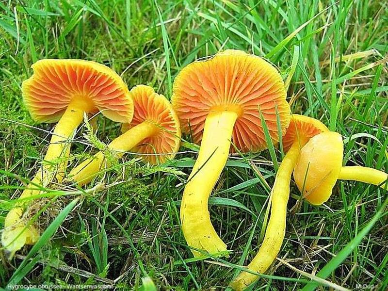 Hygrocybe obrussea (door Martijn Oud)