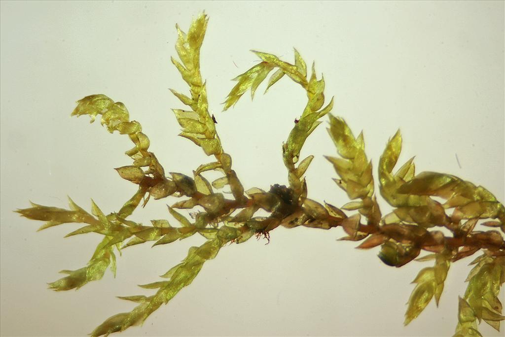 Hygrohypnum luridum (door Jan Kersten)