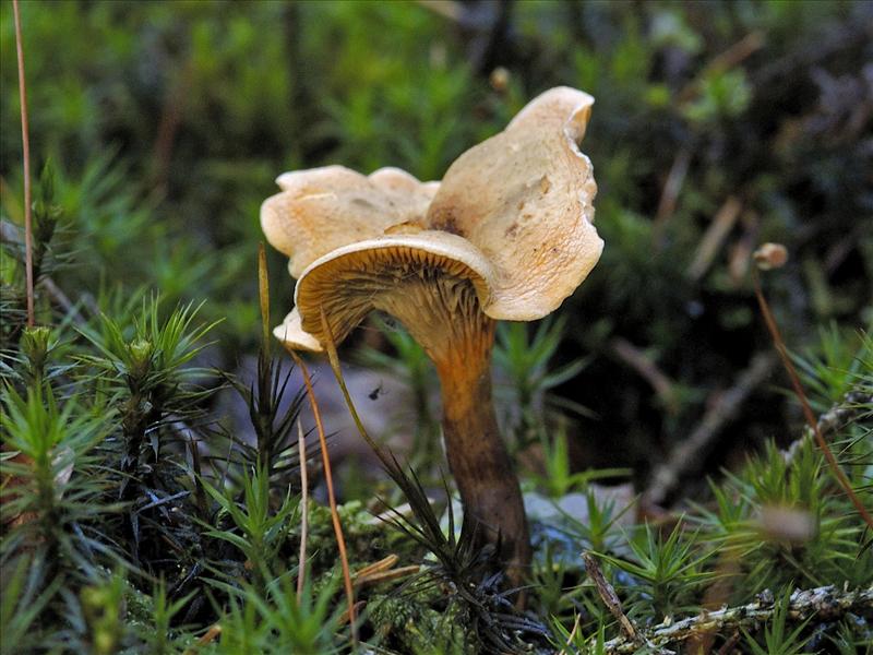 Hygrophoropsis aurantiaca (door Ab H. Baas)