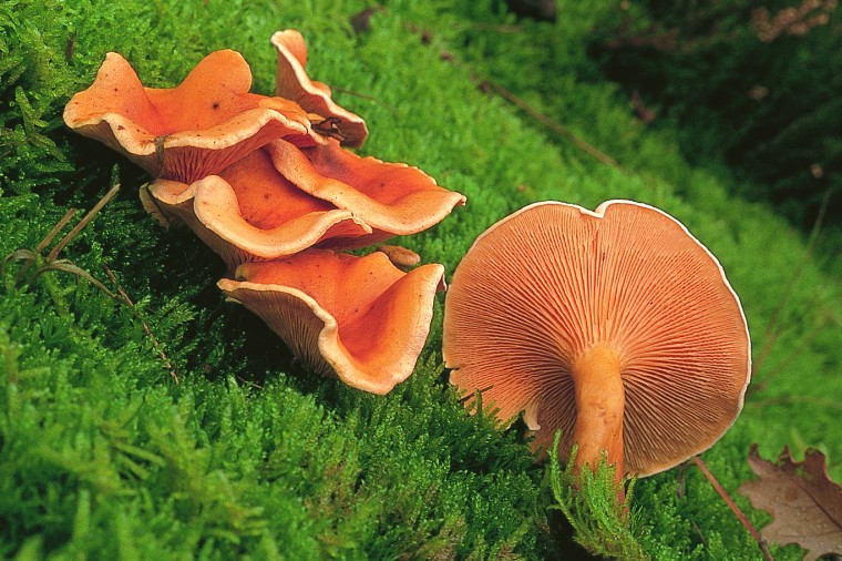 Hygrophoropsis aurantiaca (door Eef Arnolds)