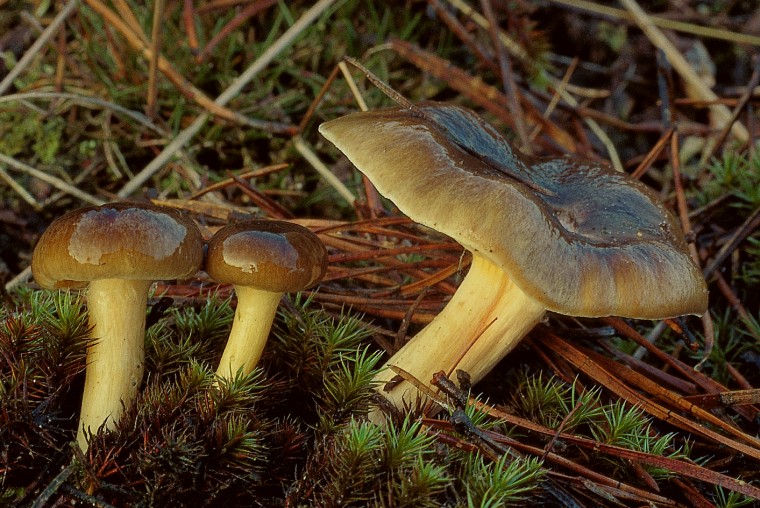 Hygrophorus hypothejus (door R. Knol)