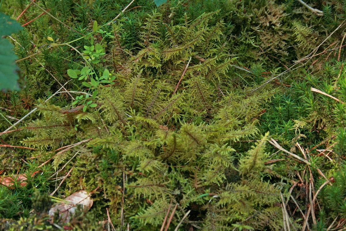 Hylocomium splendens (door Jan Kersten)