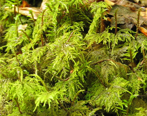 Hylocomium splendens (door Andrew Spink)