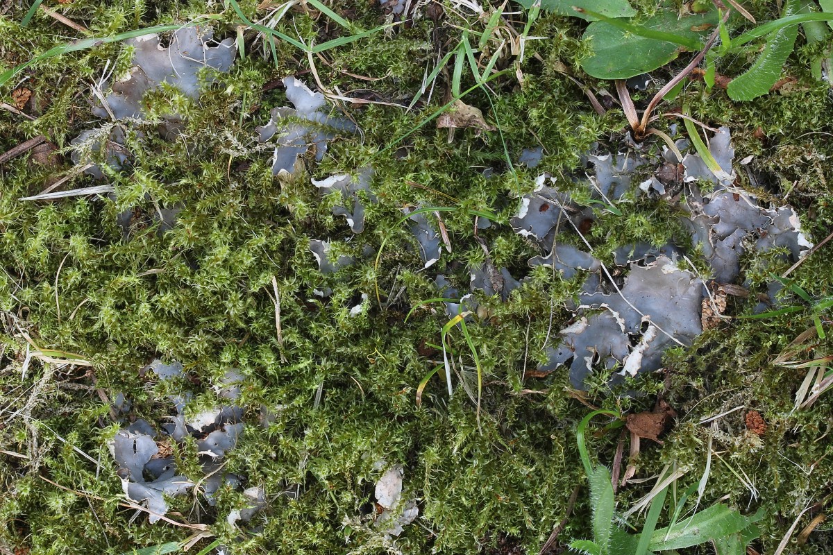 Peltigera hymenina (door Arjan de Groot)