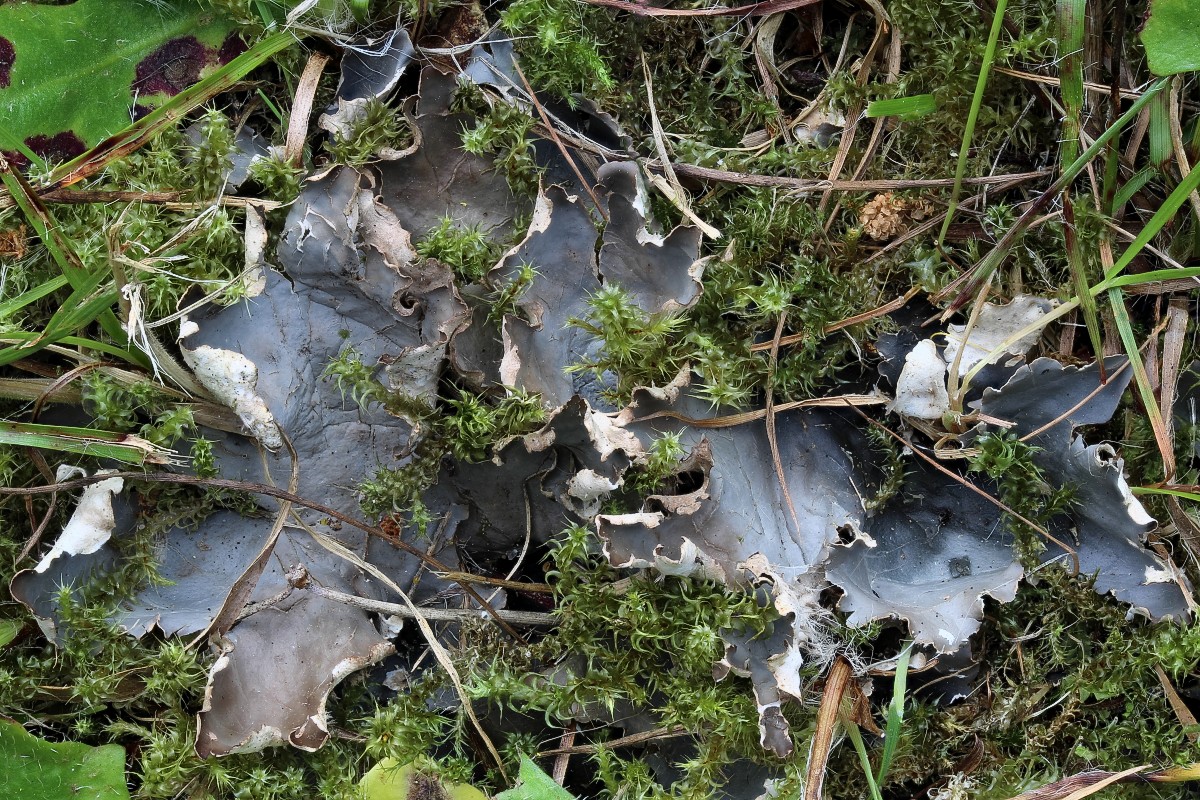 Peltigera hymenina (door Arjan de Groot)