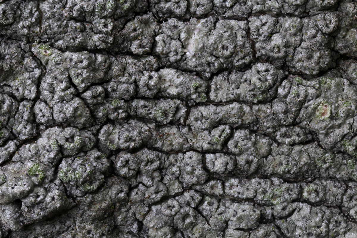 Pertusaria hymenea (door Arjan de Groot)