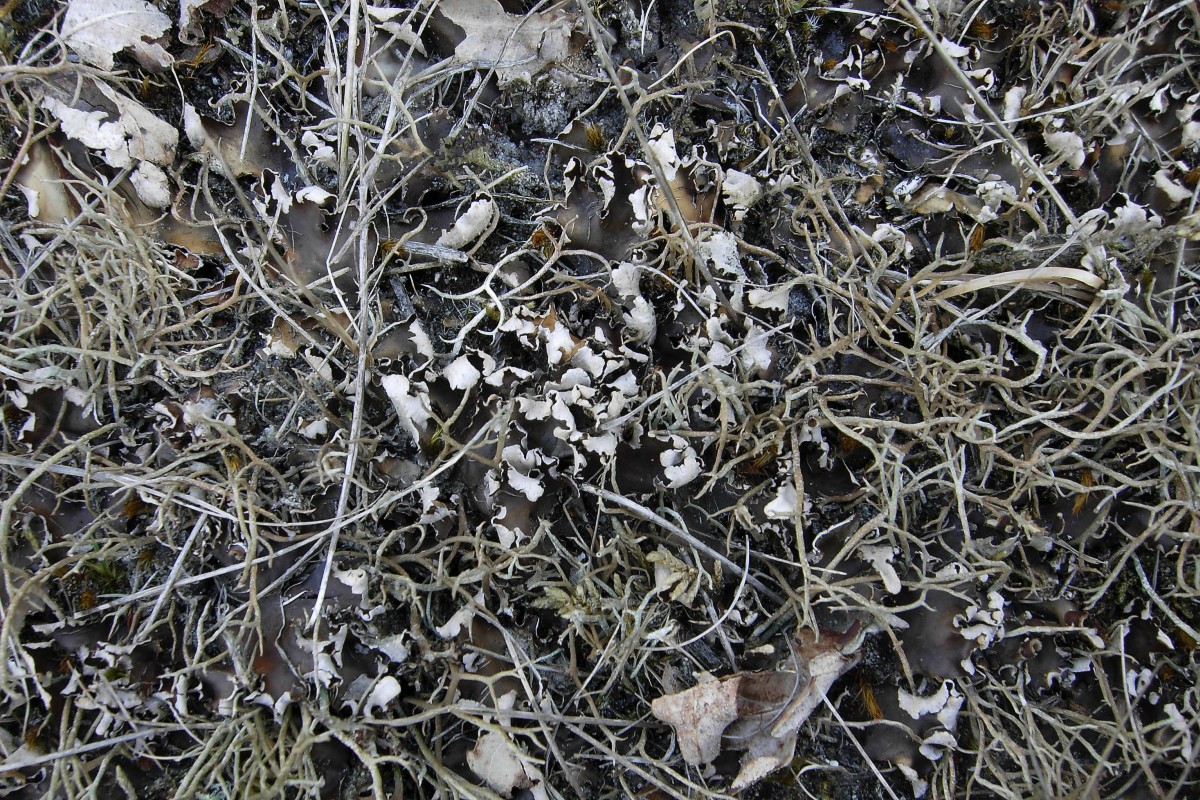 Peltigera hymenina (door Arjan de Groot)