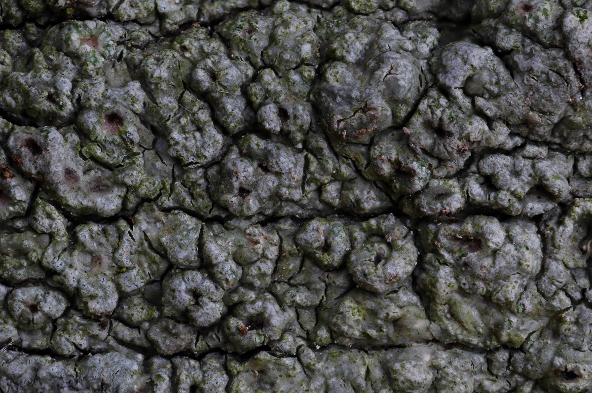 Pertusaria hymenea (door Arjan de Groot)