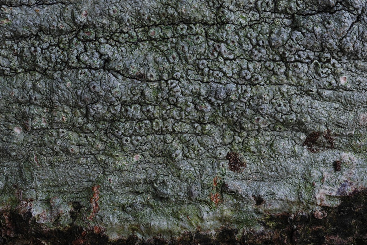 Pertusaria hymenea (door Arjan de Groot)