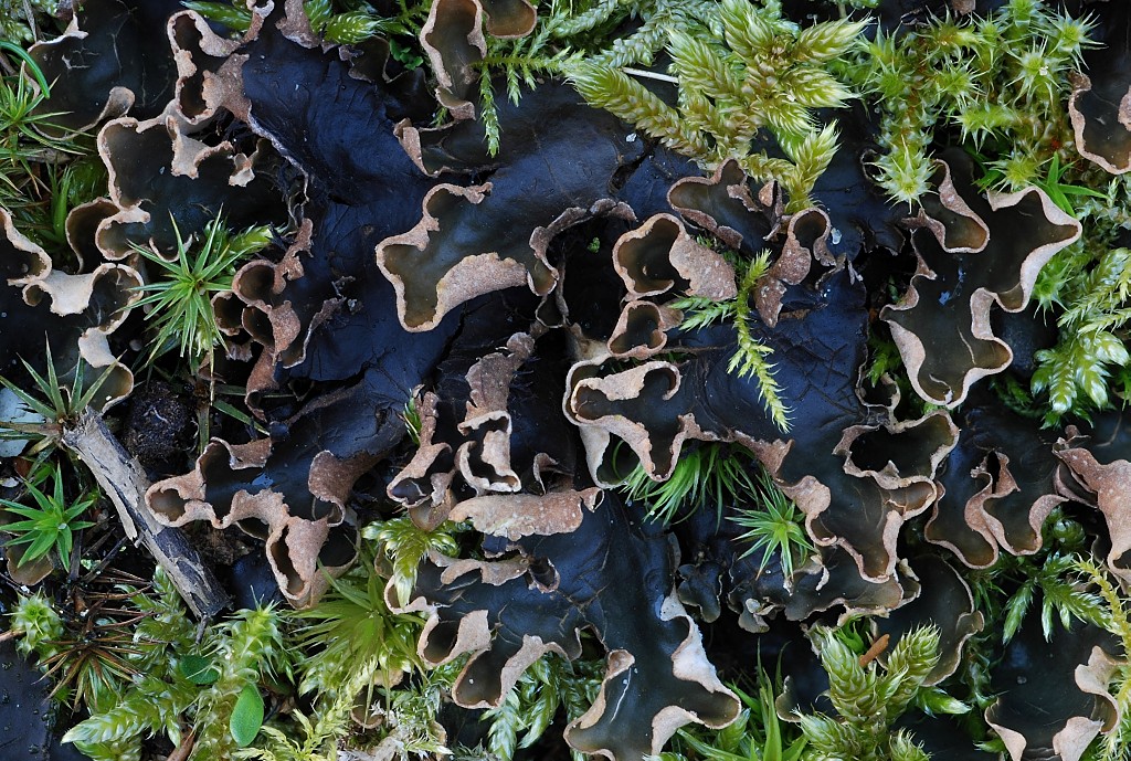 Peltigera hymenina (door Arjan de Groot)