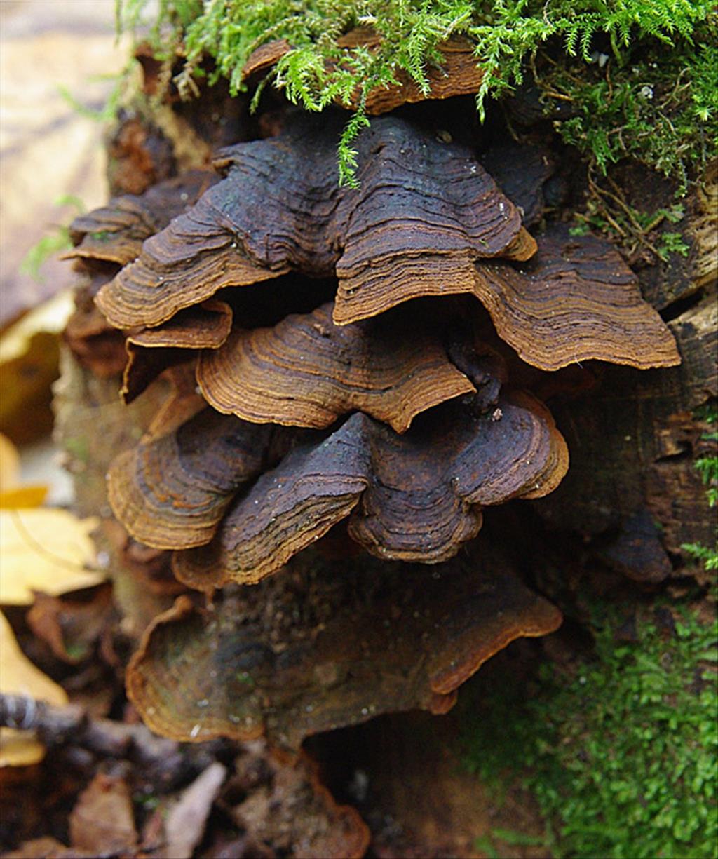 Hymenochaete rubiginosa (door Hans Adema)