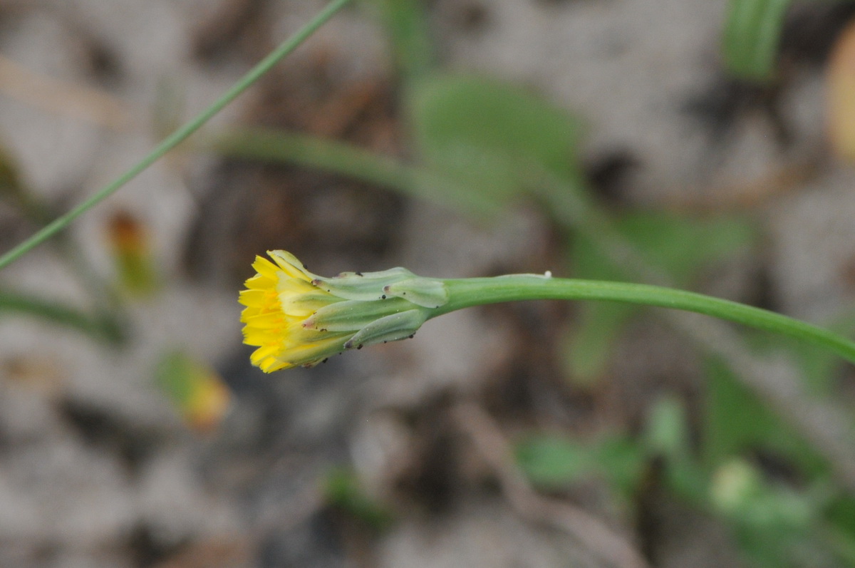 Hypochaeris glabra (door Hans Toetenel)