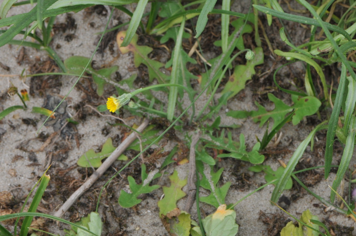 Hypochaeris glabra (door Hans Toetenel)