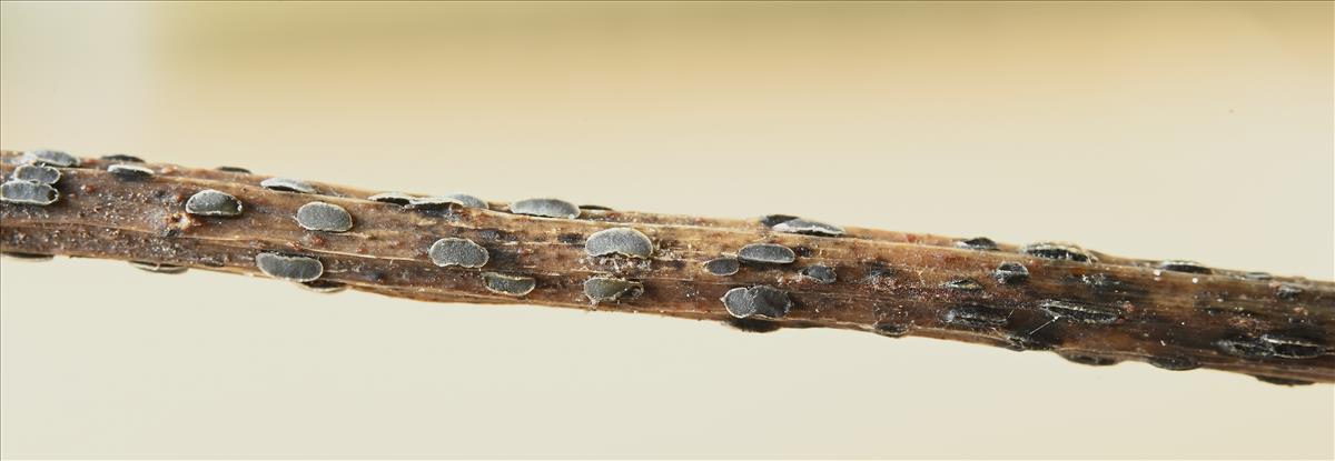 Pyrenopeziza petiolaris (door Laurens van der Linde)