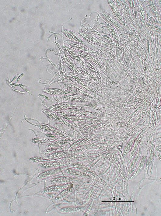 Hypoderma commune (door Laurens van der Linde)