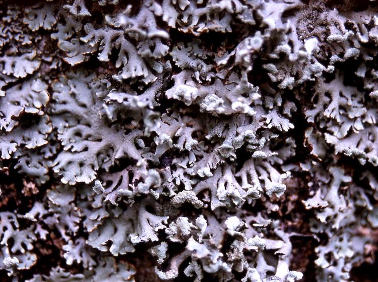 Hypogymnia physodes (door Laurens Sparrius)