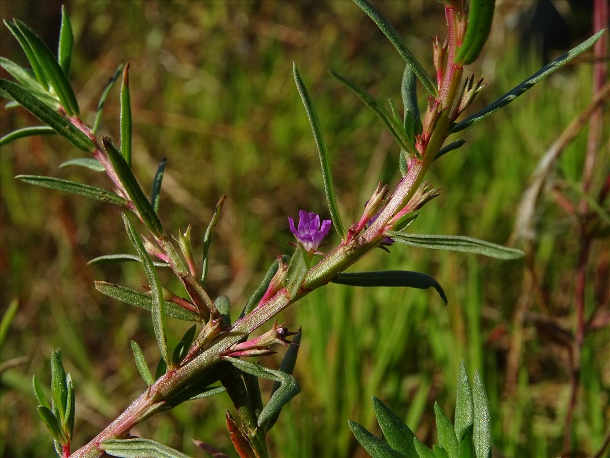 Lythrum hyssopifolia (door Lieuwe Haanstra)