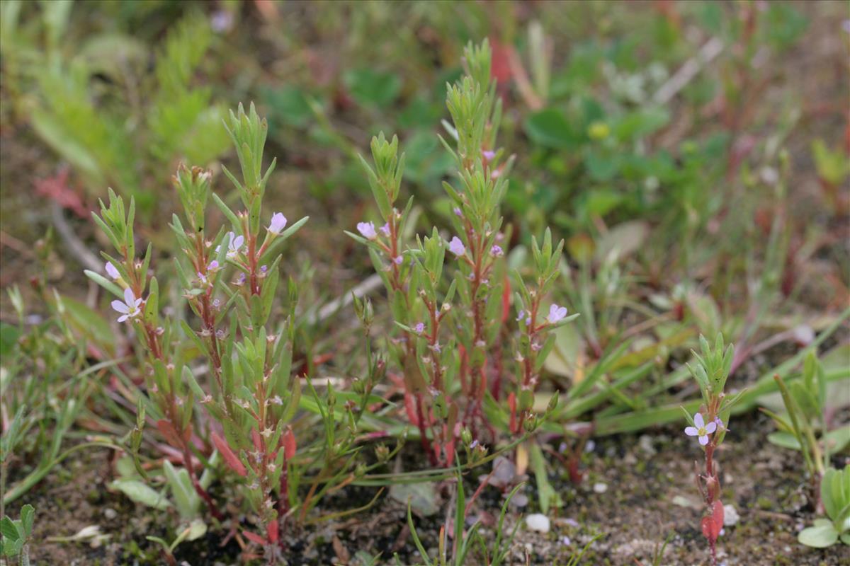 Lythrum hyssopifolia (door Lieuwe Haanstra)