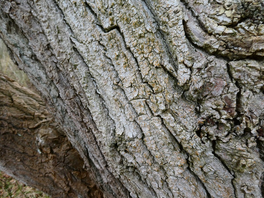 Cerothallia luteoalba (door Michael Inden)