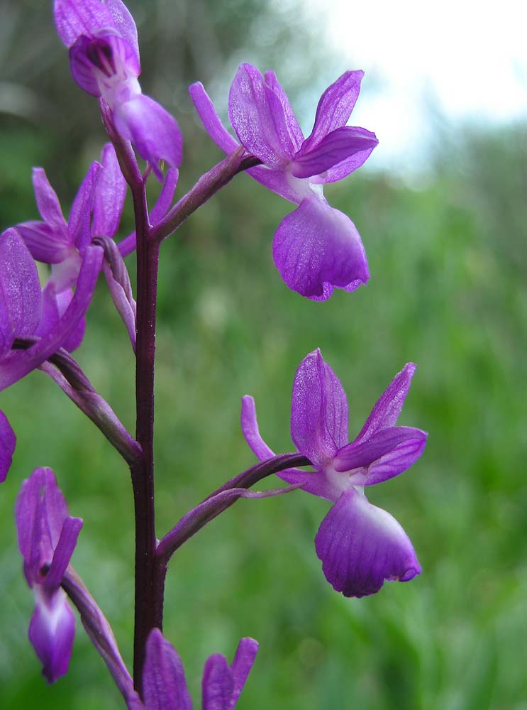 Orchis laxiflora (door Ed Stikvoort | Saxifraga)