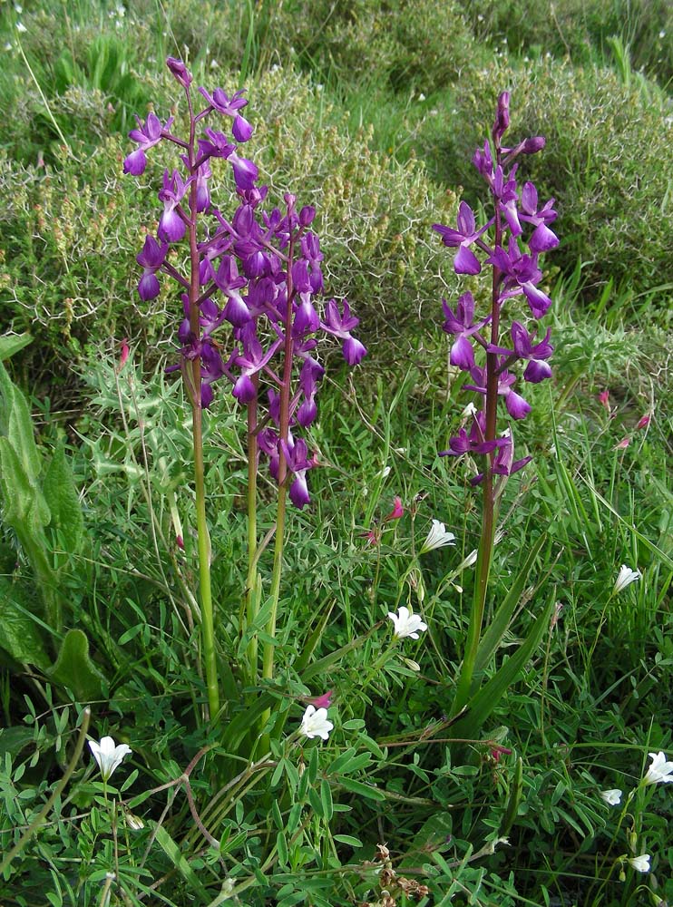 Orchis laxiflora (door Ed Stikvoort | Saxifraga)