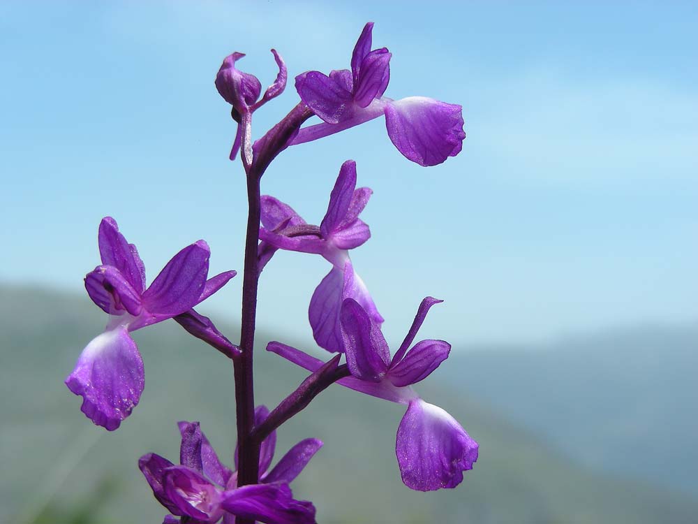 Orchis laxiflora (door Ed Stikvoort | Saxifraga)