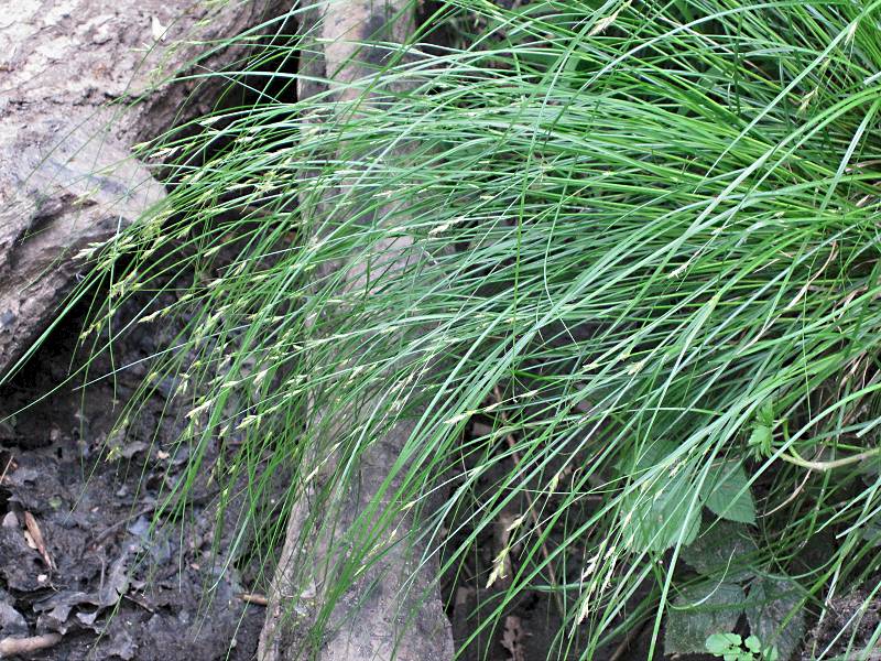 Carex remota (door Grada Menting)