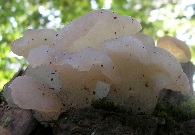 Pseudohydnum gelatinosum (door Aldert Gutter)