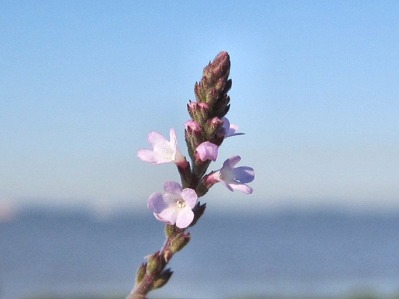 Verbena officinalis (door Grada Menting)