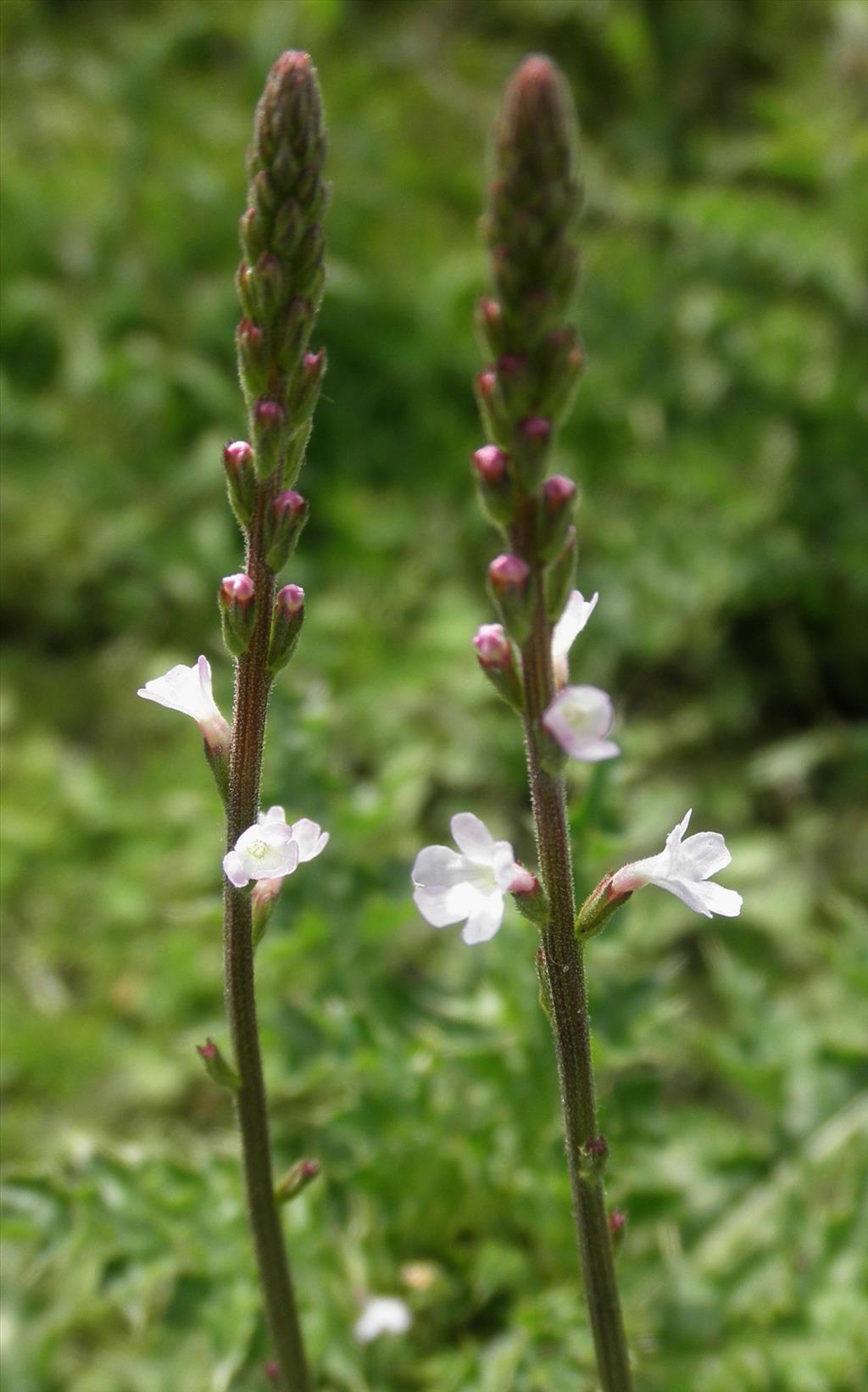 Verbena officinalis (door Bert Verbruggen)