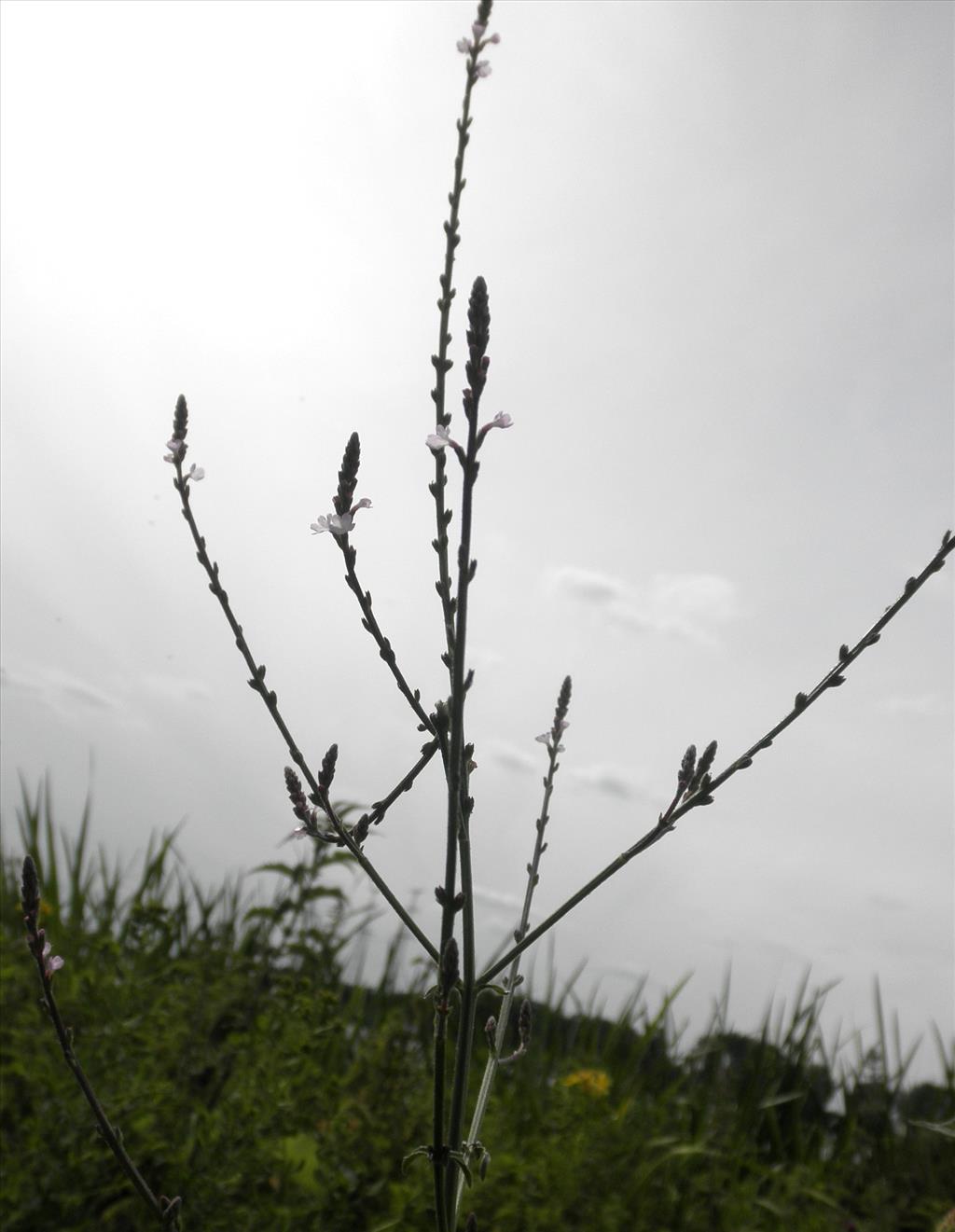 Verbena officinalis (door Bert Verbruggen)