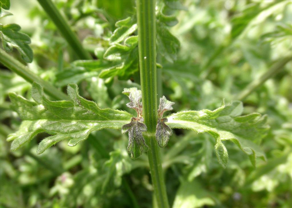 Verbena officinalis (door Bert Verbruggen)