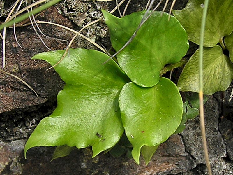 Cyrtomium falcatum (door Grada Menting)