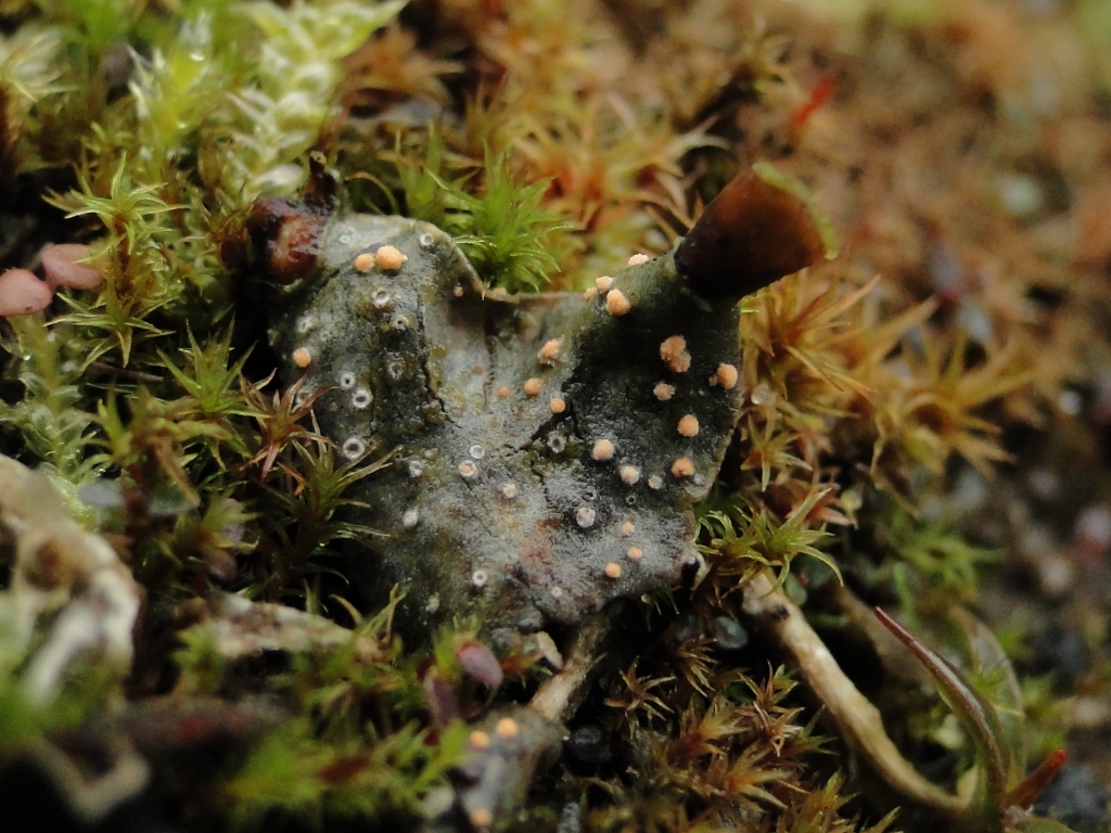 Illosporium carneum (door Henk-Jan van der Kolk)