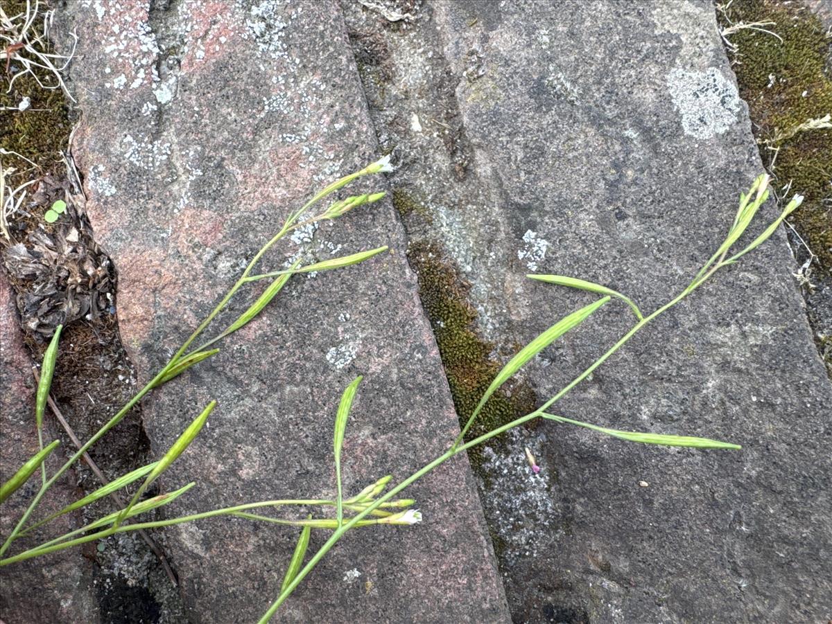 Epilobium brachycarpum (door Willemien Troelstra)